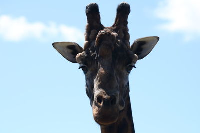 Close-up of horse against sky