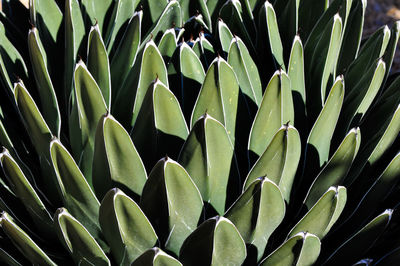 Full frame shot of succulent plant on field