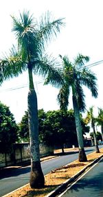 Close-up of palm tree against sky