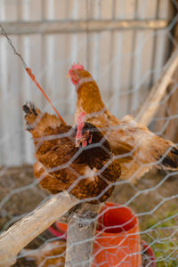 Close-up of bird perching on a fence