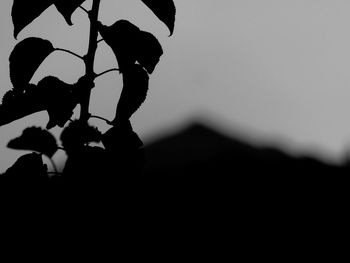 Low angle view of silhouette plant against sky at sunset