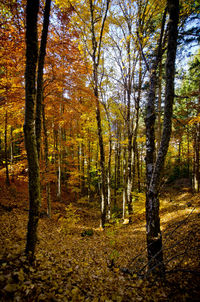 Trees in forest during autumn