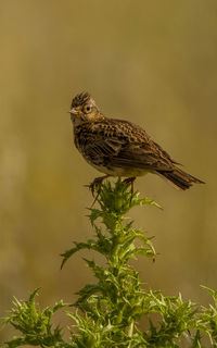 Close-up of bird perching on a plant