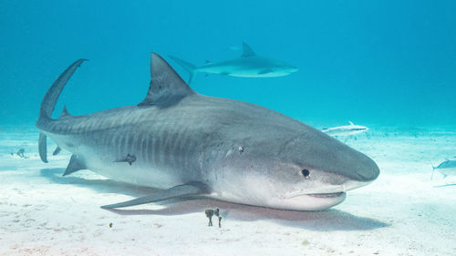 animal wildlife