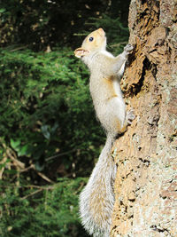 Close-up of squirrel on tree trunk