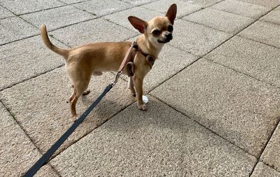 Portrait of dog standing on footpath