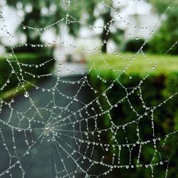 Close-up of spider on web