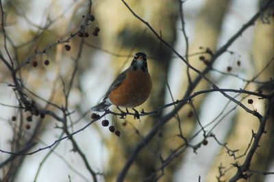 Bird perching on bare tree branch