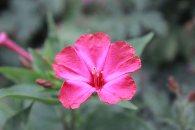 Close-up of pink flower blooming outdoors