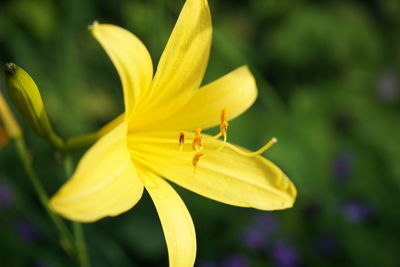 Close-up of yellow day lily blooming outdoors