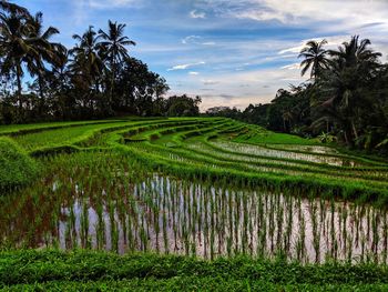 Scenic view of rice field against sky