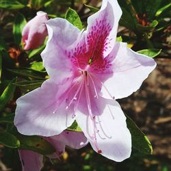 Close-up of fresh pink flower