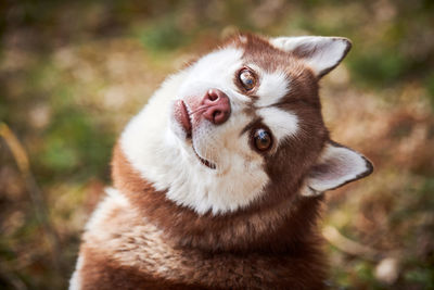 Close-up of dog