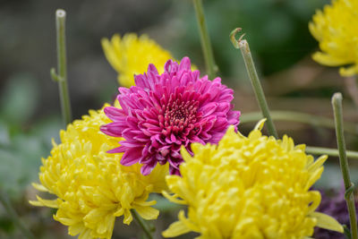 Close-up of yellow flowers blooming outdoors