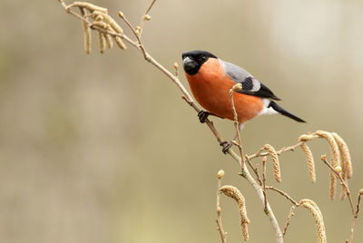 Close-up of bird perching on branch