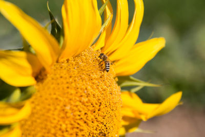 Close-up of bee on yellow flower