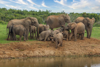 Elephants drinking water