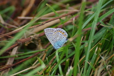 Close-up of butterfly on grass