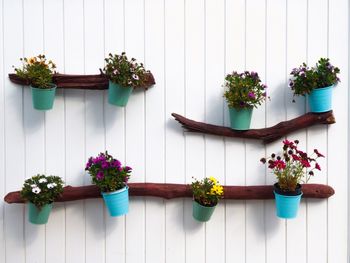 Close-up of potted plant on table