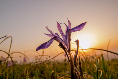 Close-up of plant against sky