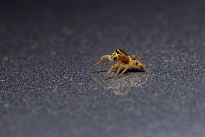 Close-up of spider on web