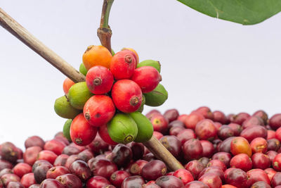 Close-up of grapes