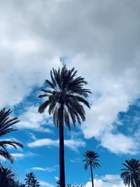 Low angle view of palm trees against sky