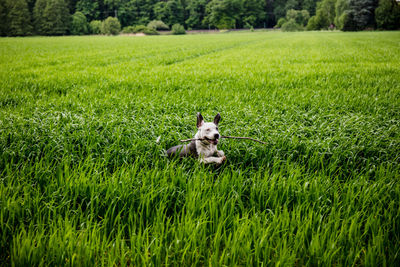 Dog running on grass in field