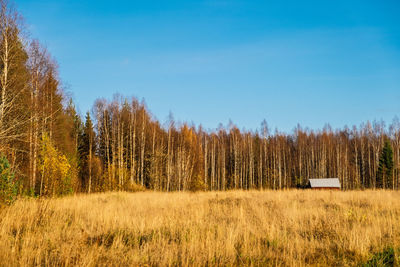 Trees on grassy landscape against clear blue sky