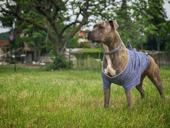 Dog looking away on field