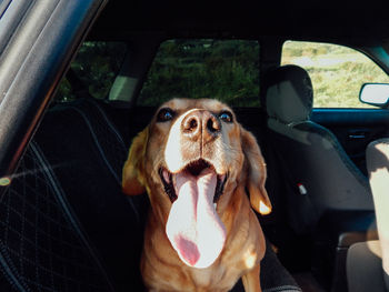 Portrait of dog in car