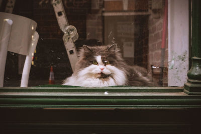 Portrait of cat sitting by window