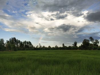 Scenic view of agricultural field against sky