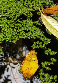 Close-up of yellow leaf on tree