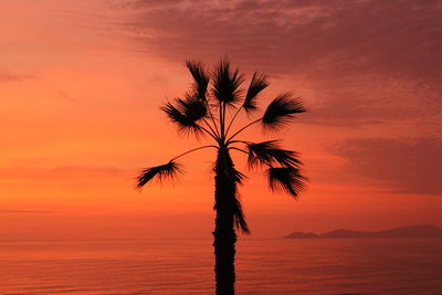 Silhouette palm tree at beach against sea during sunset