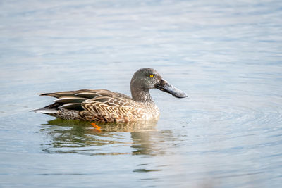 Side view of a duck in lake