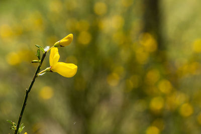 Close-up of yellow flowering plant