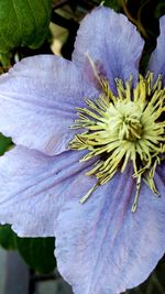 Close-up of purple flowers blooming outdoors