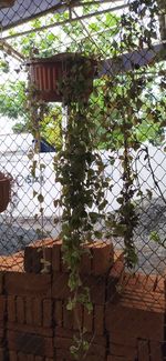 Plants seen through chainlink fence