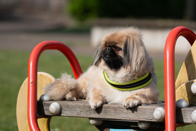 Close-up of a dog