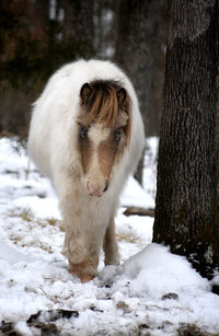 View of a horse on snow