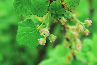 Close-up of grapes growing in plant