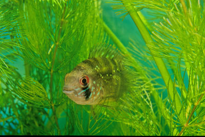 Close-up of fish swimming in sea