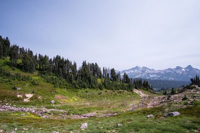 Plants growing on land against sky