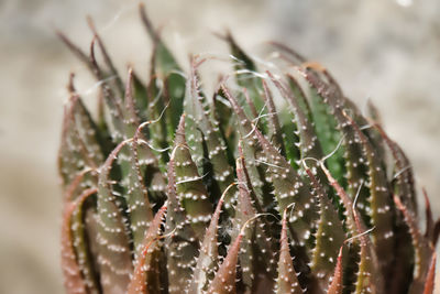 Close-up of succulent plant