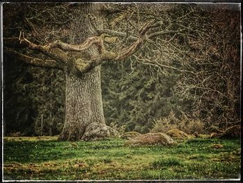 Trees on field