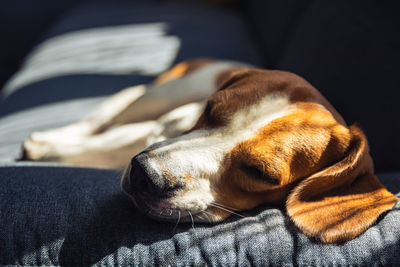 Close-up of dog sleeping