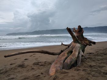 The beach and abandoned wood... 