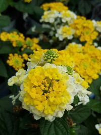 Close-up of yellow flower