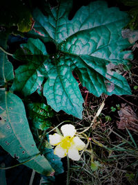 Close-up of flowers